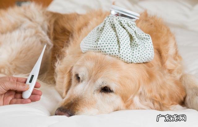 狗狗生病情况下传来六个“呼救信号”,每一个都很明显,收到能抢救