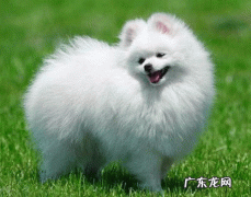 狗狗拉稀拉水怎么办