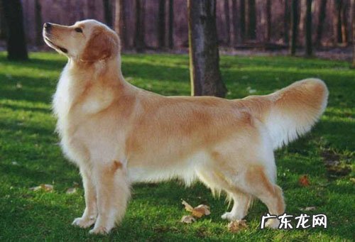 小狗钙的缺失会导致 突然不能行走吗