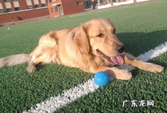 小狗钙的缺失会导致 突然不能行走吗