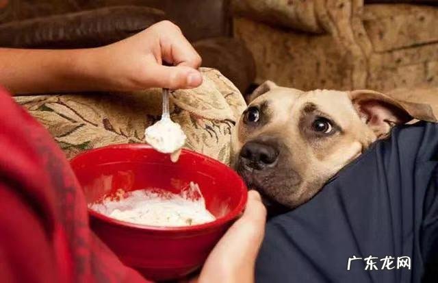 小狗拉黄稀很稀是什么原因