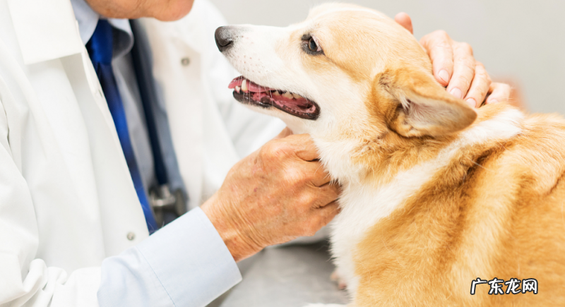 小狗拉黄稀很稀是什么原因