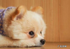 小狗拉黄稀很稀是什么原因