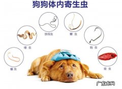 如何给狗狗驱虫？除虫时要注意什么？