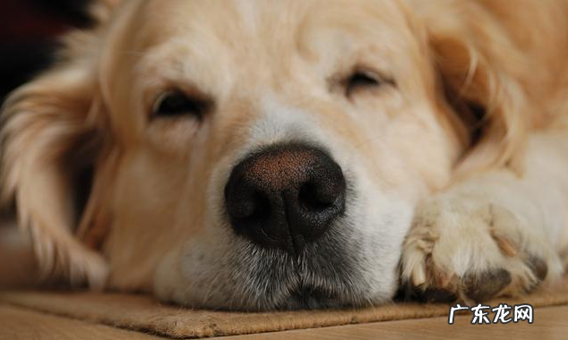 如何给狗狗驱虫？除虫时要注意什么？