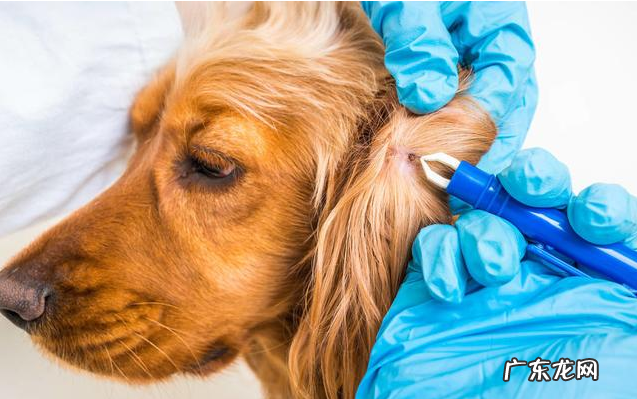 如何给狗狗驱虫？除虫时要注意什么？
