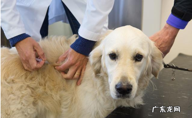 如何给狗狗驱虫？除虫时要注意什么？