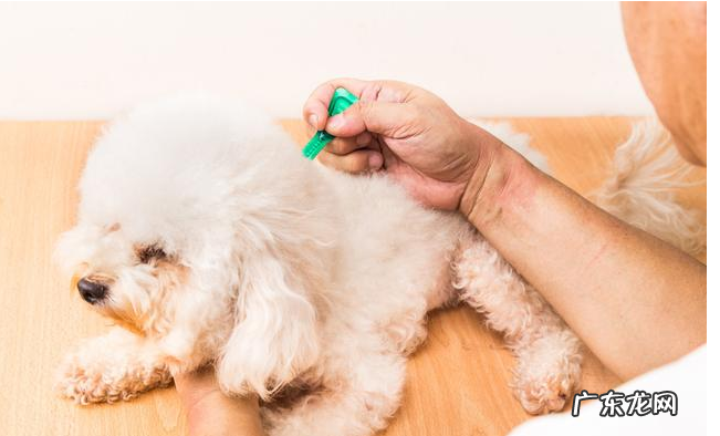 如何给狗狗驱虫？除虫时要注意什么？