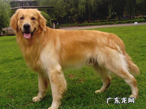 狗狗感冒一周了都还没好应该怎么办