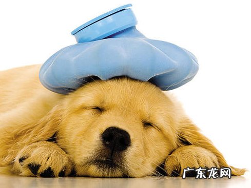 狗狗感冒一周了都还没好应该怎么办