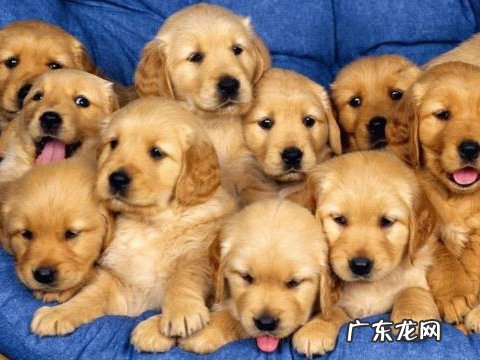 狗狗感冒一周了都还没好应该怎么办