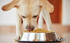 换狗粮的状况下为小狗为什么会出现消化不良或恶心干呕的情况？