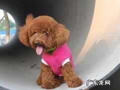 小狗拉肚子再大，重视不够损害多，马上饲养宠物肠胃宝很重要！