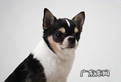 小狗腿瘸了但是按你呢不痛