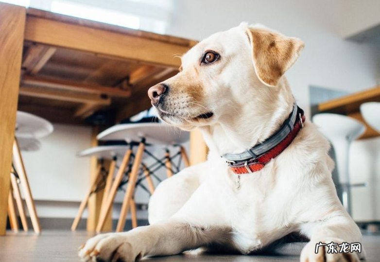 小狗腿瘸了但是按你呢不痛