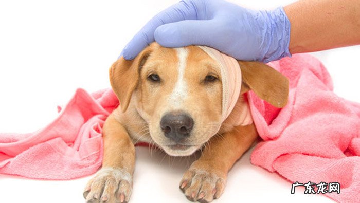 小狗腿瘸了但是按你呢不痛