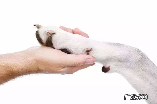 小狗腿瘸了但是按你呢不痛