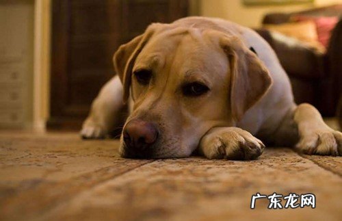 小狗拉不出屎拉渗漏