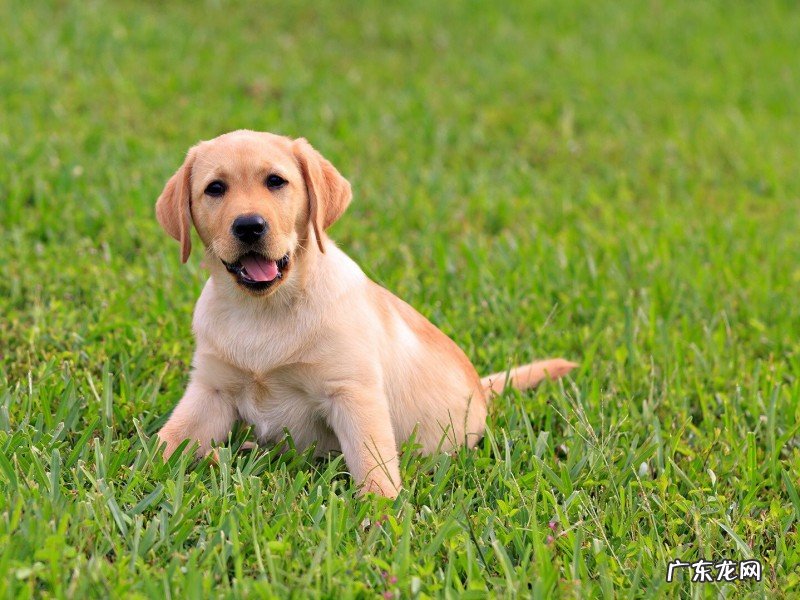小狗牙龈肿痛几天能好