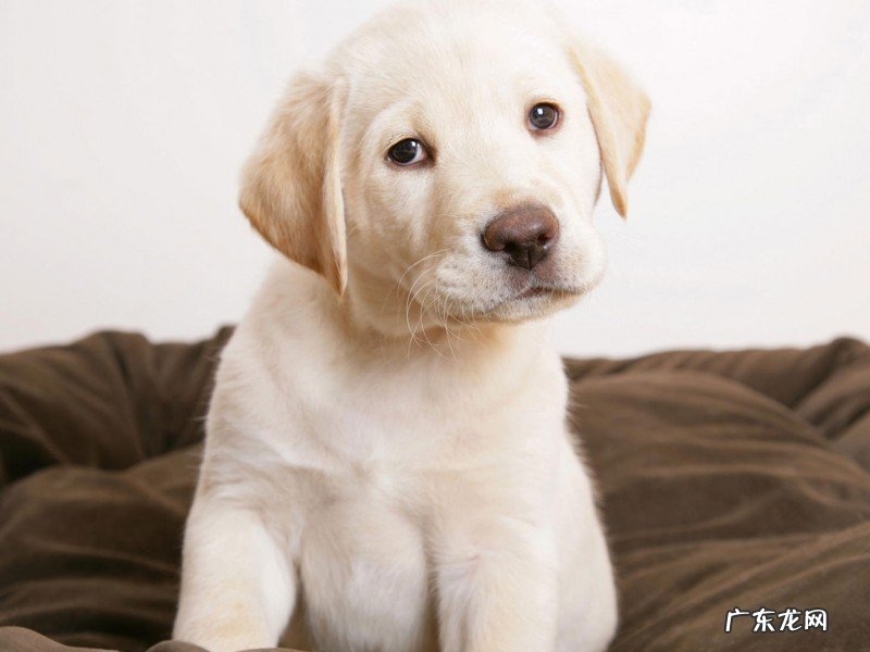 小狗牙龈肿痛几天能好