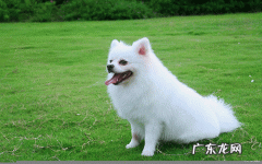 小狗行走一瘸一拐能跑能跳