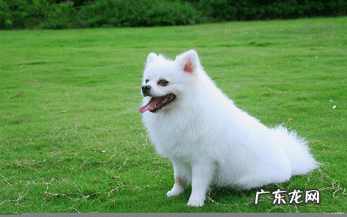 小狗行走一瘸一拐能跑能跳