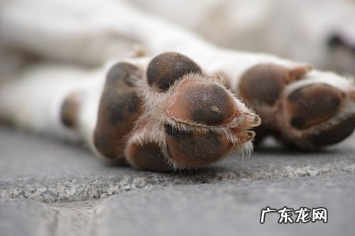 小狗行走一瘸一拐能跑能跳