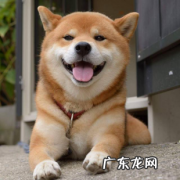 小狗过胖不利身体健康，那如何判断小狗瘦胖呢？