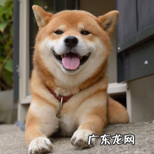 小狗过胖不利身体健康,那如何判断小狗瘦胖呢?