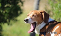 狗狗口臭该怎么办？