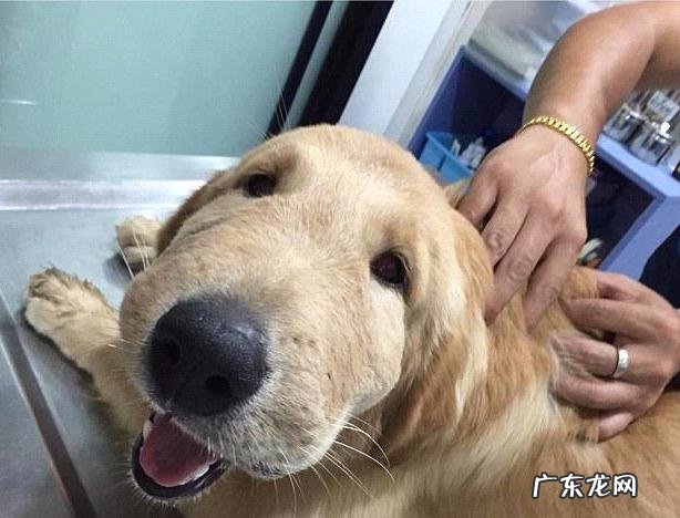 小狗总气喘,不只是因为热管散热器,有可能是病重的征兆!