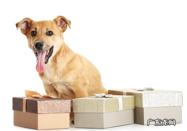 小狗总气喘,不只是因为热管散热器,有可能是病重的征兆!