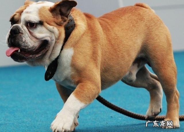 小狗总气喘,不只是因为热管散热器,有可能是病重的征兆!