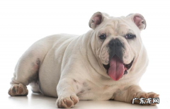 小狗总气喘，不只是因为热管散热器，有可能是病重的征兆！