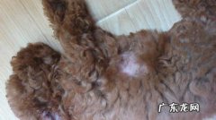 小泰迪除毛一块是不是皮肤疾病