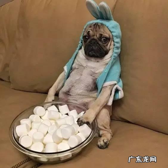 导致小狗肾衰竭的八大原因,宠重要当心啦!