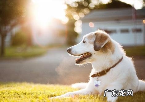 导致小狗肾衰竭的八大原因,宠重要当心啦!