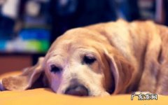 导致小狗肾衰竭的八大原因，宠重要当心啦！