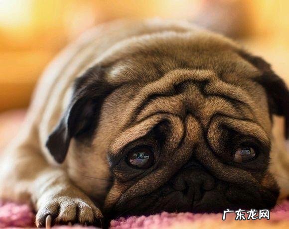 导致小狗肾衰竭的八大原因,宠重要当心啦!