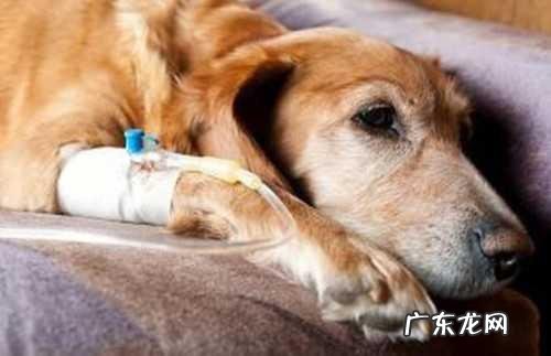 导致小狗肾衰竭的八大原因,宠重要当心啦!