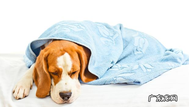 导致小狗肾衰竭的八大原因,宠重要当心啦!