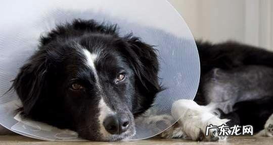 导致小狗肾衰竭的八大原因,宠重要当心啦!