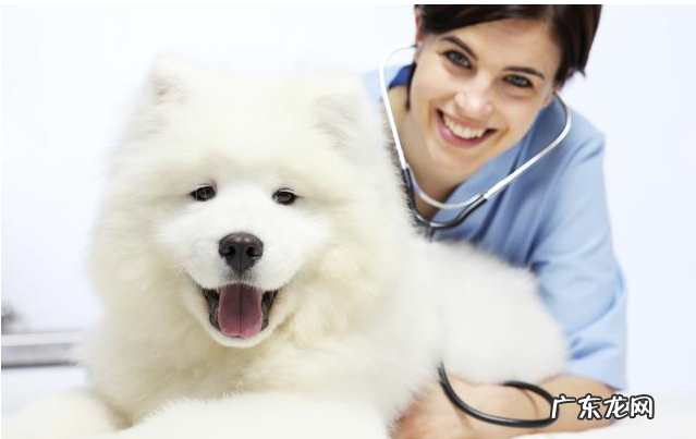 导致小狗肾衰竭的八大原因,宠重要当心啦!