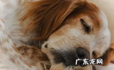 导致小狗肾衰竭的八大原因,宠重要当心啦!