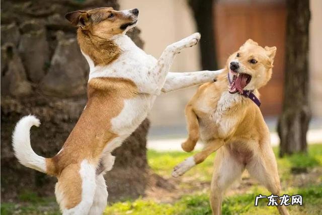 导致小狗肾衰竭的八大原因,宠重要当心啦!