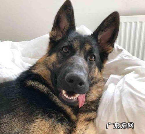 成人德牧双眼都会有眼屎