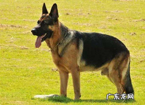 成人德牧双眼都会有眼屎