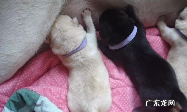 养动物的注意了，你的这类行为，会造成狗狗拉稀！