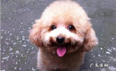 养动物的注意了，你的这类行为，会造成狗狗拉稀！