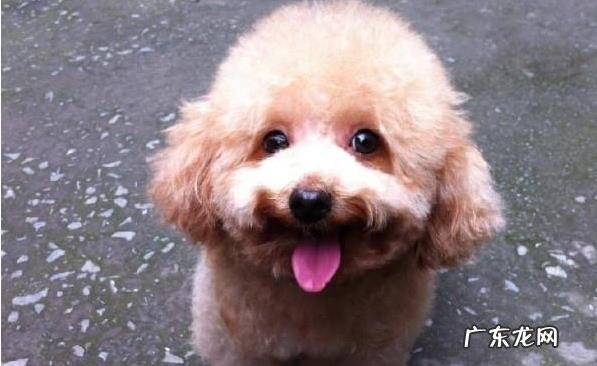 养动物的注意了，你的这类行为，会造成狗狗拉稀！